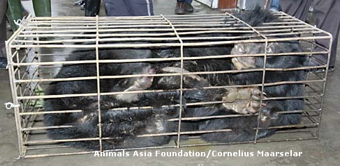 This bear is one of thousands kept in tiny cages for the production of bile in China. See how you can help. 